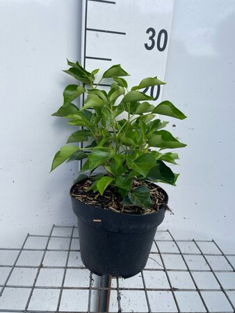 Hedera hel. 'Arborescens' geen maat specificatie cont. 3,0L - afbeelding 2