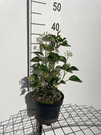 Hedera hel. 'Arborescens' geen maat specificatie cont. 3,0L - afbeelding 4