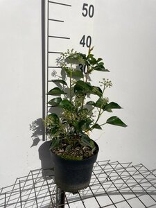 Hedera hel. 'Arborescens' geen maat specificatie cont. 3,0L - afbeelding 4