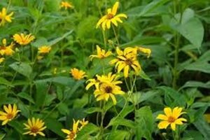 Heliopsis h. 'Burning Hearts' geen maat specificatie 0,55L/P9cm