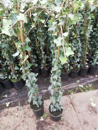 Hedera helix 80-100 cm rozenpot 2L - image 3