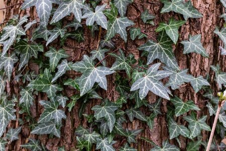 Hedera helix 80-100 cm rozenpot 2L - image 2