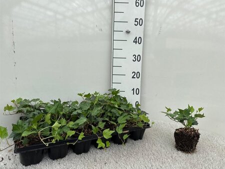 Hedera hel. 'Green Ripple' geen maat specificatie 0,55L/P9cm