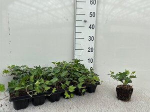 Hedera hel. 'Green Ripple' geen maat specificatie 0,55L/P9cm