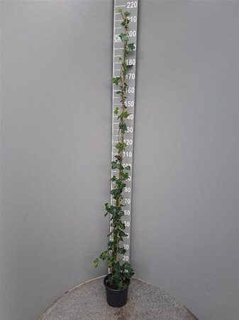 Hedera hibernica 175-200 cm cont. 4,0L met stok - afbeelding 7