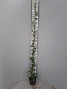 Hedera hibernica 175-200 cm cont. 4,0L met stok - afbeelding 7