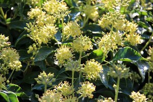 Hedera hibernica 175-200 cm cont. 4,0L met stok - afbeelding 2