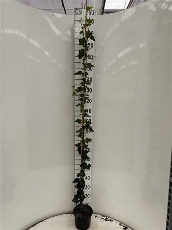 Hedera hibernica 175-200 cm cont. 4,0L met stok - afbeelding 5
