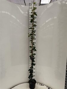 Hedera hibernica 175-200 cm cont. 4,0L met stok - afbeelding 5