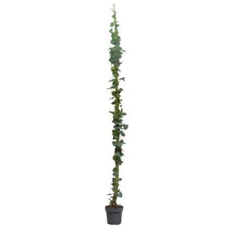 Hedera hibernica 175-200 cm cont. 4,0L met stok - afbeelding 6