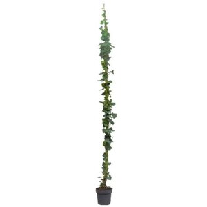 Hedera hibernica 175-200 cm cont. 4,0L met stok - afbeelding 6