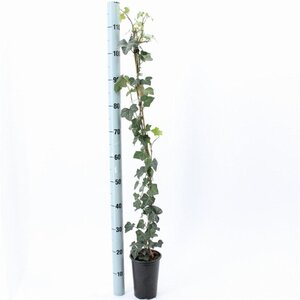 Hedera hibernica 80-100 cm rozenpot 2L - afbeelding 2
