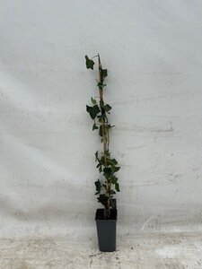 Hedera hibernica 80-100 cm rozenpot 2L - afbeelding 2