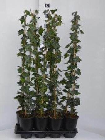 Hedera hibernica 80-100 cm rozenpot 2L - afbeelding 3