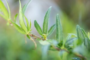 Hedera hel. 'Sagittifolia' geen maat specificatie 0,55L/P9cm