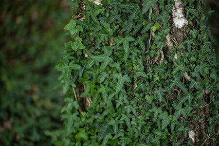 Hedera hel. 'Sagittifolia' geen maat specificatie 0,55L/P9cm - afbeelding 2