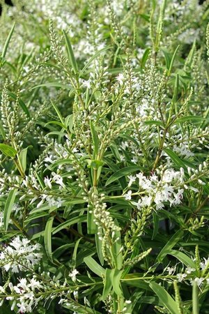 Hebe 'Kirkii' 20-30 cm cont. 2,0L