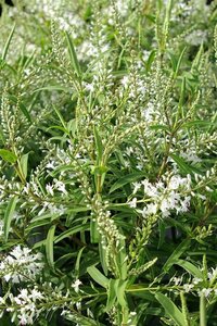 Hebe 'Kirkii' 20-30 cm cont. 2,0L