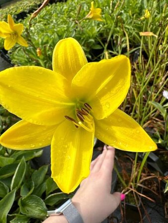 Hemerocallis 'Lemon Bells' geen maat specificatie 0,55L/P9cm