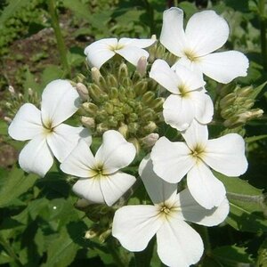 Hesperis matr. 'Alba' geen maat specificatie 0,55L/P9cm - afbeelding 2