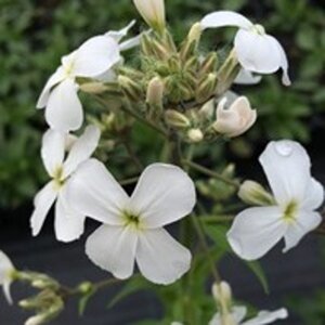 Hesperis matr. 'Alba' geen maat specificatie 0,55L/P9cm - afbeelding 3