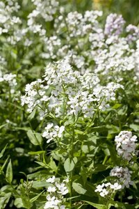 Hesperis matr. 'Alba' geen maat specificatie 0,55L/P9cm