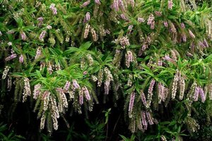 Hebe 'Midsummer Beauty' 20-25 cm cont. 2,0L