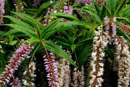 Hebe 'Midsummer Beauty' 20-25 cm cont. 2,0L - afbeelding 2