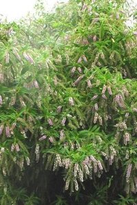 Hebe 'Midsummer Beauty' 20-25 cm cont. 2,0L - afbeelding 3