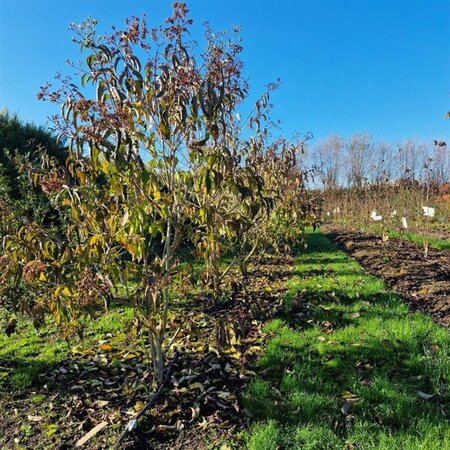 Heptacodium miconioides 150-175 cm draadkluit meerstammig - afbeelding 1