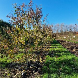 Heptacodium miconioides 150-175 cm draadkluit meerstammig - afbeelding 1