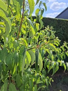 Heptacodium miconioides 150-175 cm draadkluit meerstammig - afbeelding 3