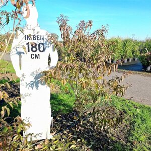 Heptacodium miconioides 150-175 cm draadkluit meerstammig - afbeelding 2