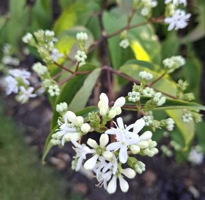 Heptacodium miconioides 150-175 cm WRB multi-stem - image 8