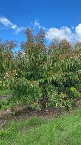 Heptacodium miconioides 150-175 cm WRB multi-stem - image 4