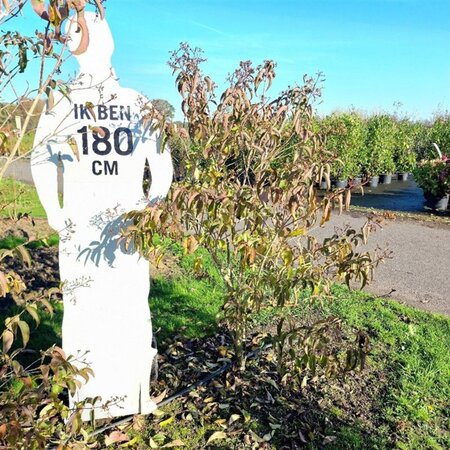 Heptacodium miconioides 150-175 cm WRB multi-stem - image 6