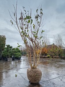 Heptacodium miconioides 200-250 cm draadkluit meerstammig - afbeelding 7