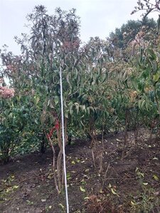 Heptacodium miconioides 200-250 cm draadkluit meerstammig