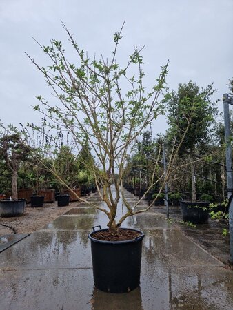 Heptacodium miconioides 200-250 cm WRB multi-stem - image 5