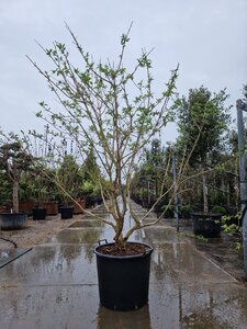 Heptacodium miconioides 200-250 cm WRB multi-stem - image 5