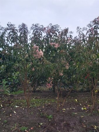 Heptacodium miconioides 200-250 cm WRB multi-stem - image 3