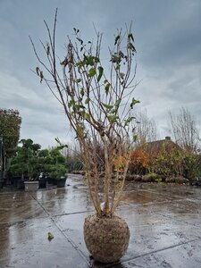 Heptacodium miconioides 200-250 cm WRB multi-stem - image 6