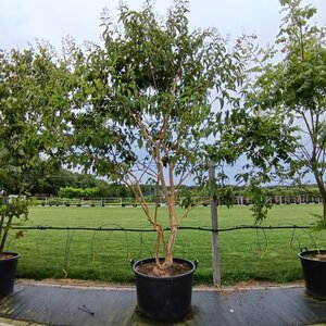 Heptacodium miconioides 300-350 cm container meerstammig