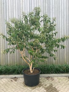 Heptacodium miconioides 300-350 cm container multi-stem
