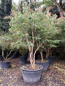 Heptacodium miconioides 300-350 cm container multi-stem