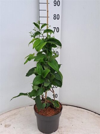 Heptacodium miconioides 40-50 cm cont. 3,0L