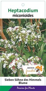 Heptacodium miconioides 40-60 cm cont. 3,0L - afbeelding 2