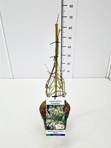 Heptacodium miconioides 40-60 cm cont. 3,0L - afbeelding 15