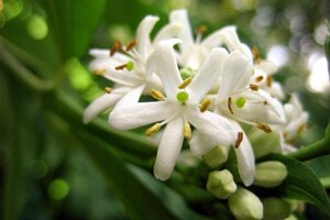 Heptacodium miconioides 40-60 cm cont. 3,0L