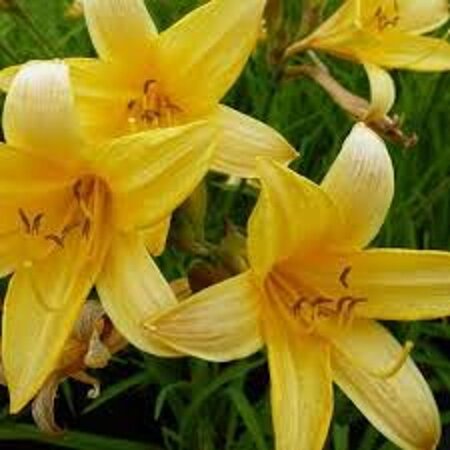 Hemerocallis middendorffii geen maat specificatie 0,55L/P9cm - afbeelding 2